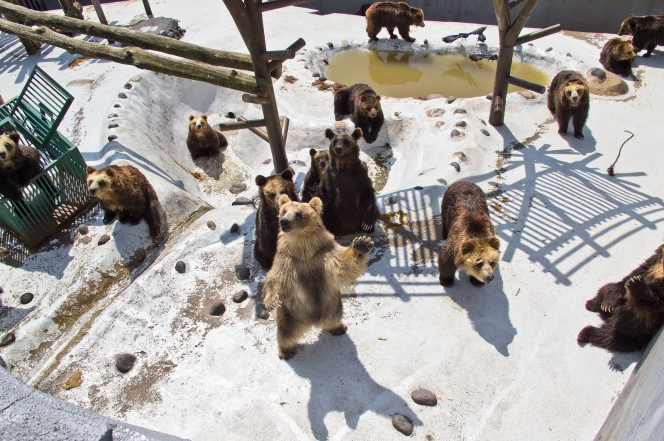 日帰り温泉しながら地獄谷見物・変わり種のクマ牧場など見所満載！「登別温泉」おすすめ観光スポット10選