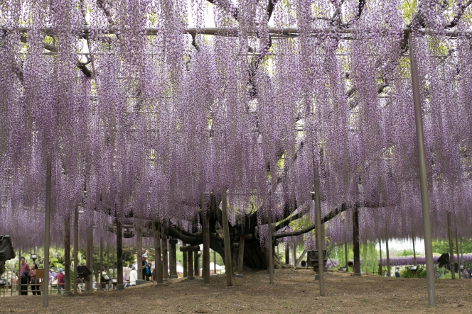 日帰りドライブに！「足利・佐野」のおすすめ観光スポット10選