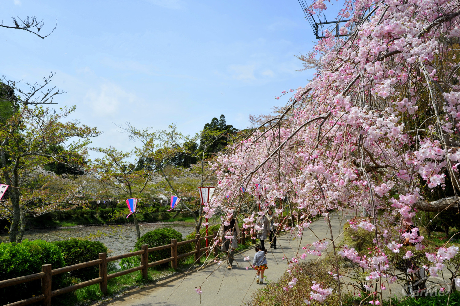 お花見ドライブデートに！関東近郊おすすめ桜名所＆お花見スポット10選