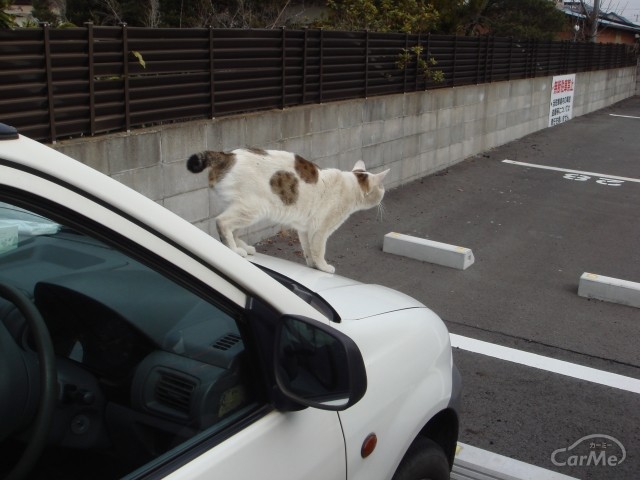 冬は要注意！なぜ猫はエンジンルームに入るのか？入ってしまった際の対処法は？