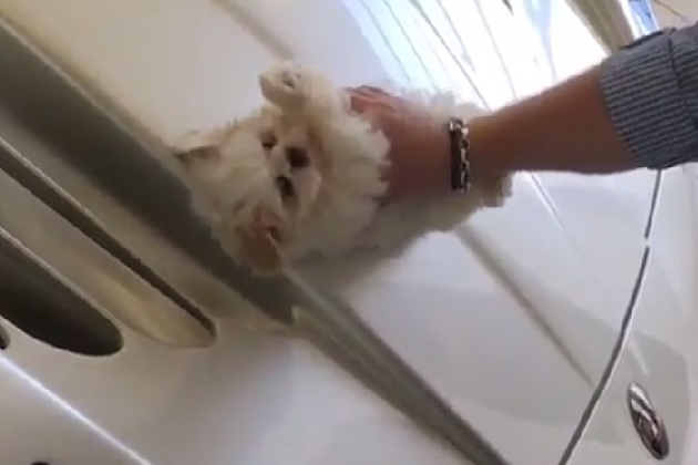 大炎上。時価2億円以上のマセラティ「MC12」を仔犬で磨く動画【動画有】