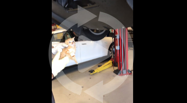 テスラ・モデルXのリアバンパーに子猫が入り込む。その救出劇が動画で公開