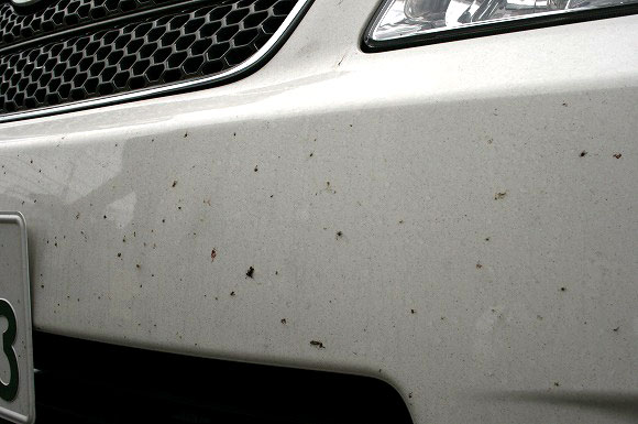 車の虫の対策は？洗車の時におすすめな虫取りクリーナーややり方は？